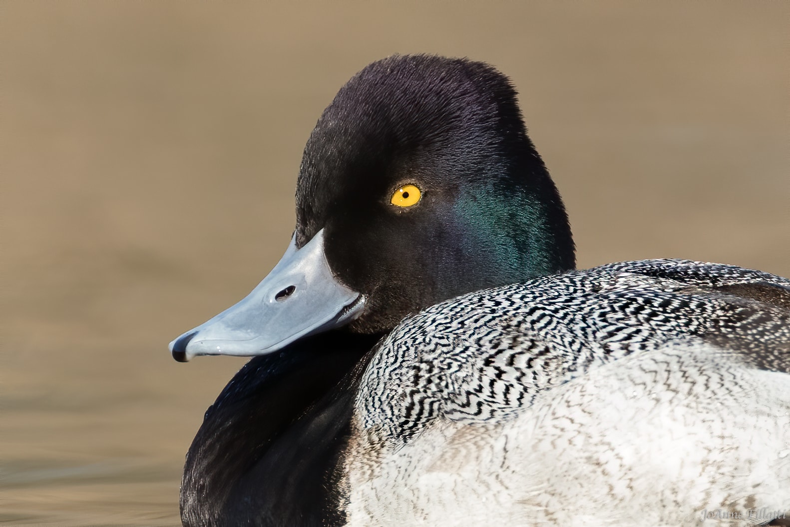 bird of british columbia image 36